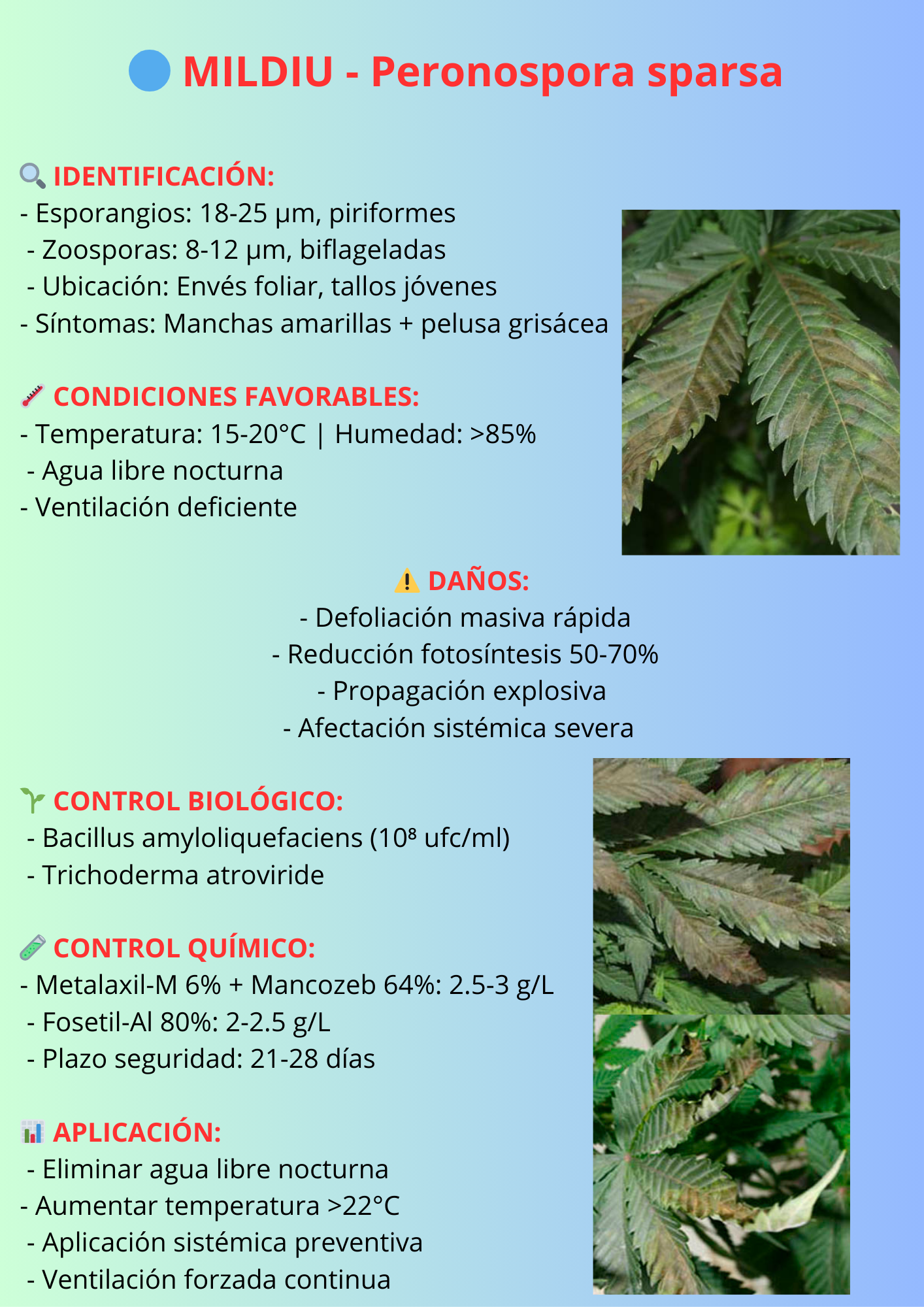 Peronospora sparsa